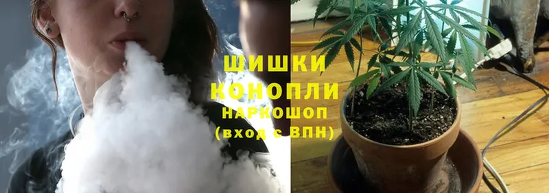 Конопля SATIVA & INDICA  Луга 